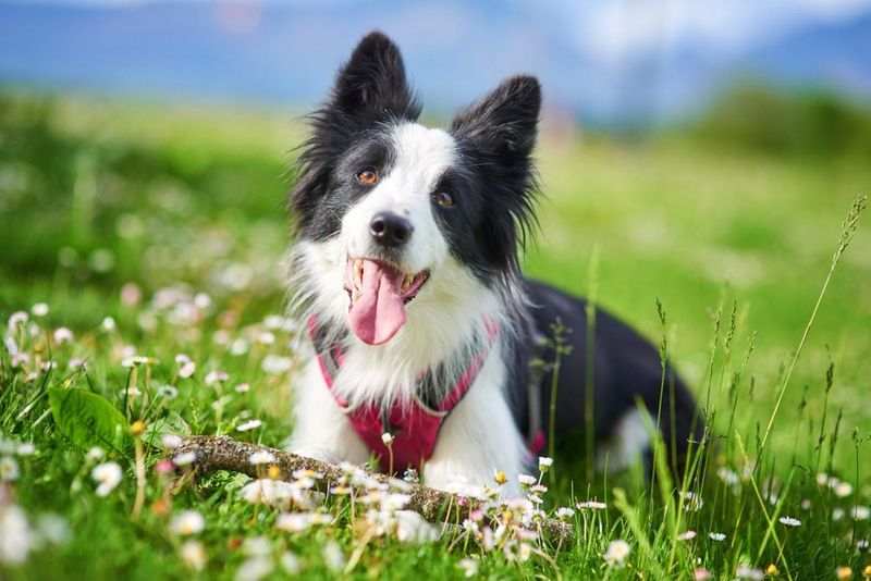 Washington - Border Collie