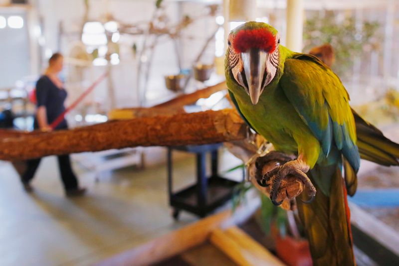Foster-To-Adopt Programs Take Flight