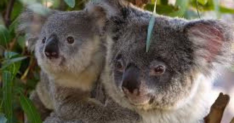 Koala-Themed Art Competitions
