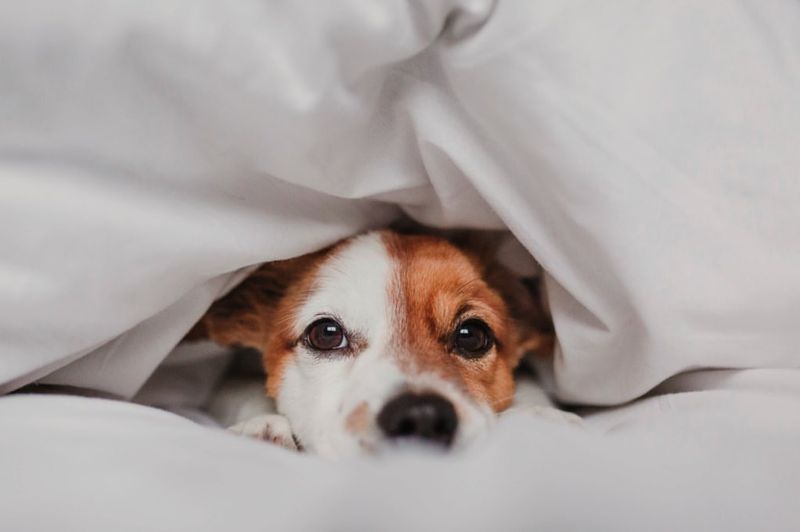 Jack Russell Terrier