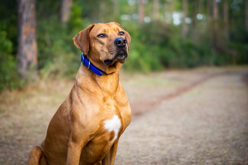 Rhodesian Ridgeback's Rugged Resilience