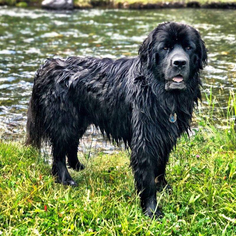 Newfoundlands