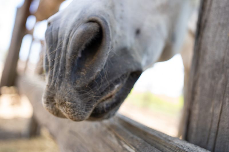 Scent Sensitivity