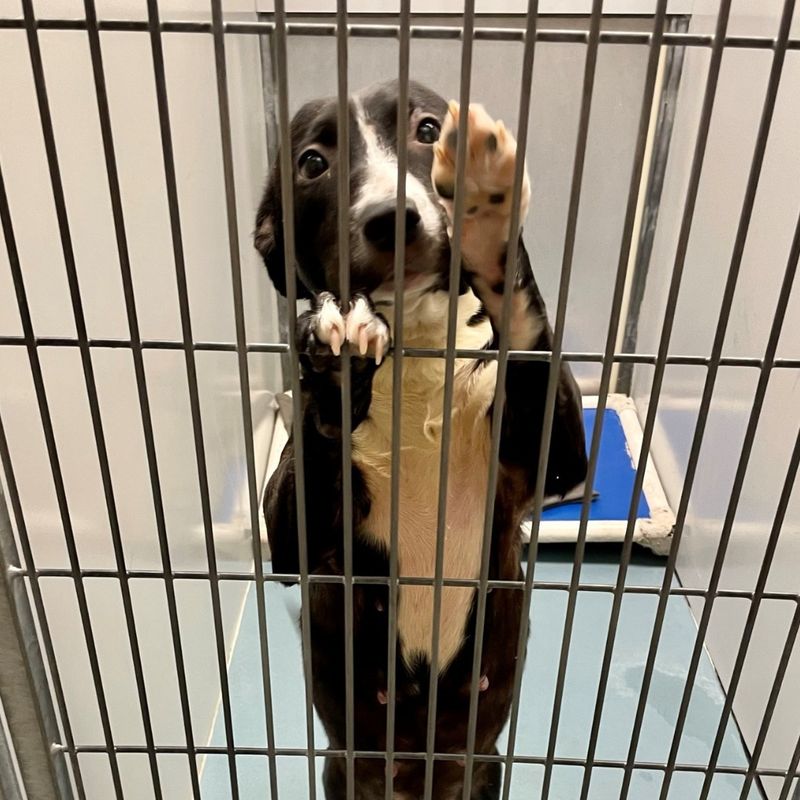 Volunteer At Animal Shelters