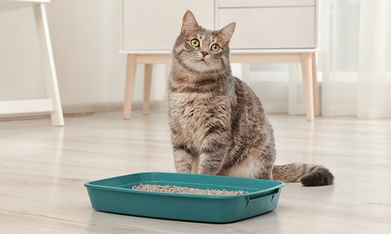 Litter Box Visits After Arguments