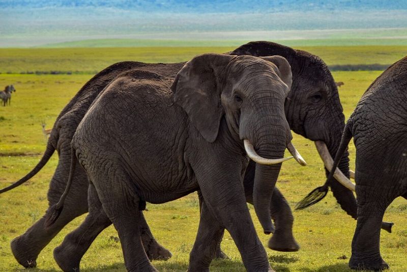 Javan Elephant