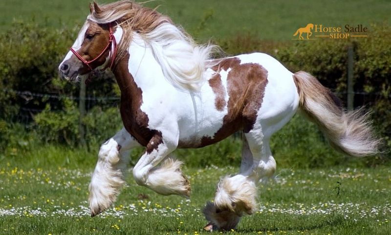 Clydesdale
