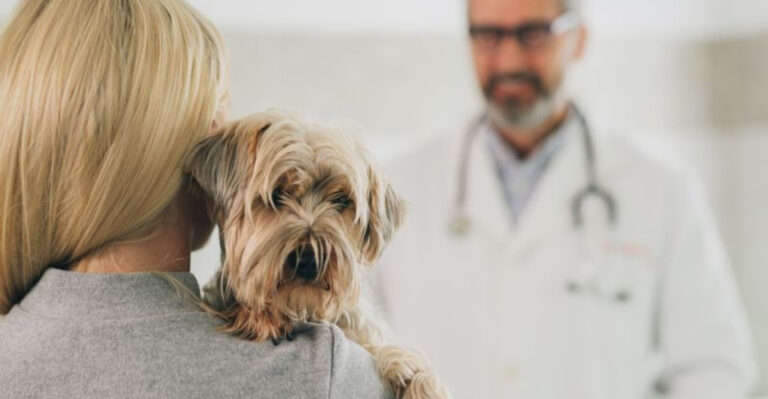 Warning Signs That May Mean It’s Time To Find A New Vet