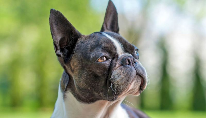 Massachusetts - Boston Terrier