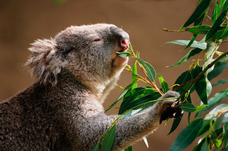 Drought-Detecting Taste Buds