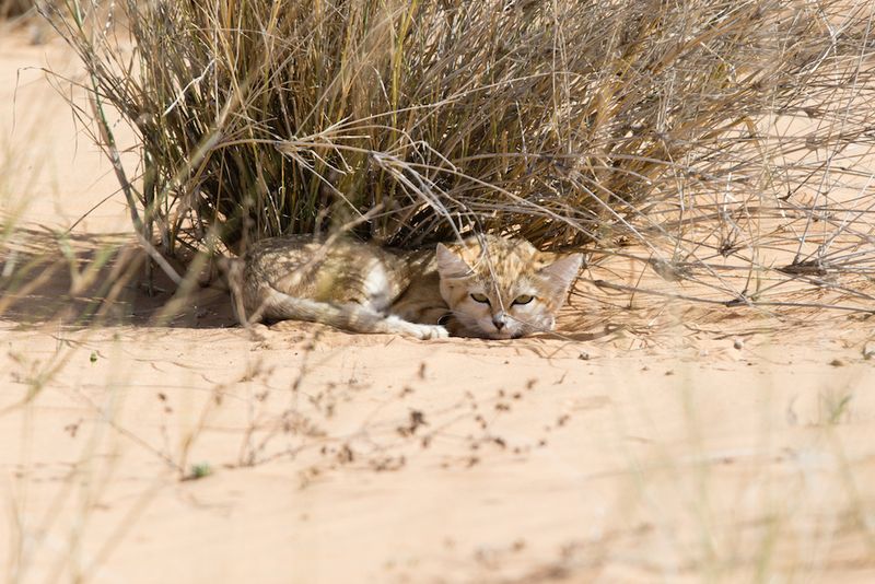 Camouflage Experts