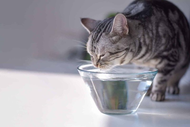 Regular Bowl Cleaning