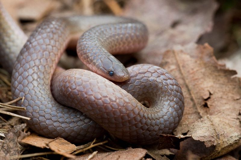 Worm Snake
