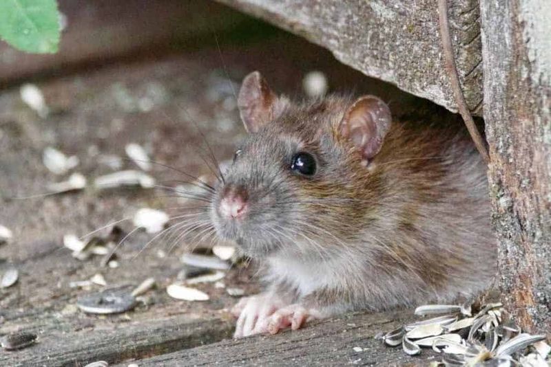 Rodent Buffet