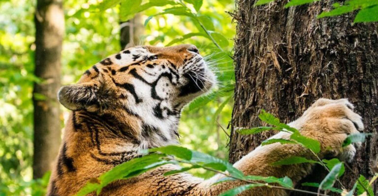 Ways Big Cats Mark Their Territory And Why It Matters