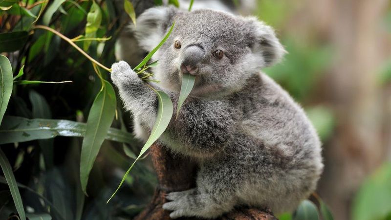 Water-Wise Eucalyptus Munchers