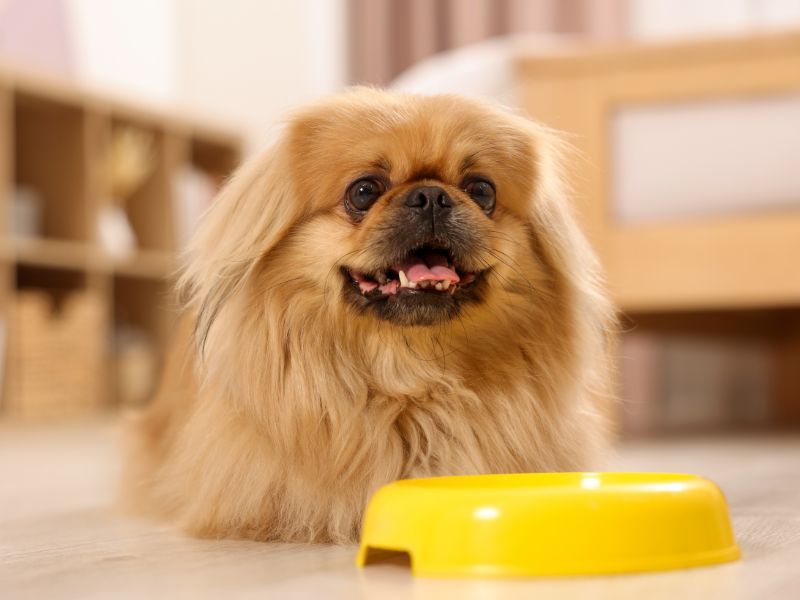 Pekingese
