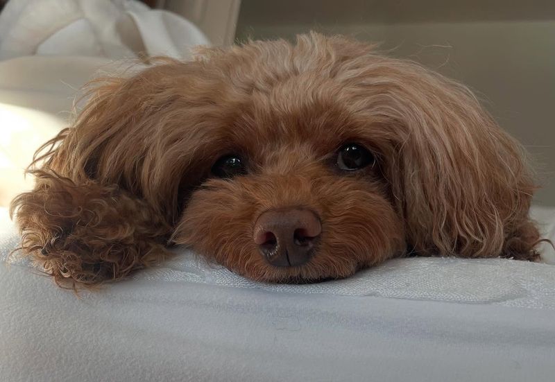 Poodle