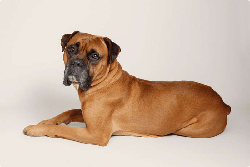 Boxer