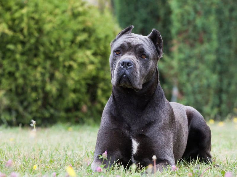 Cane Corso: Renaissance Guardians With Gentle Souls