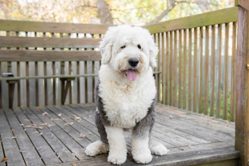 Old English Sheepdog