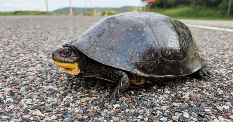 Blanding's Turtle
