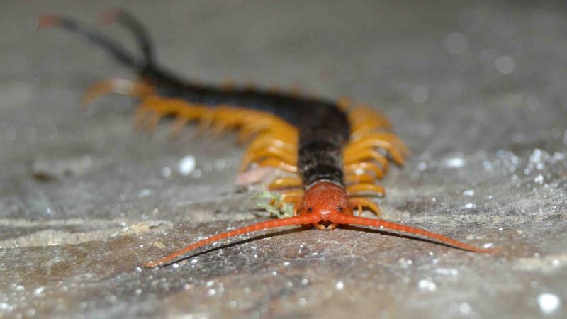 Desert Centipede