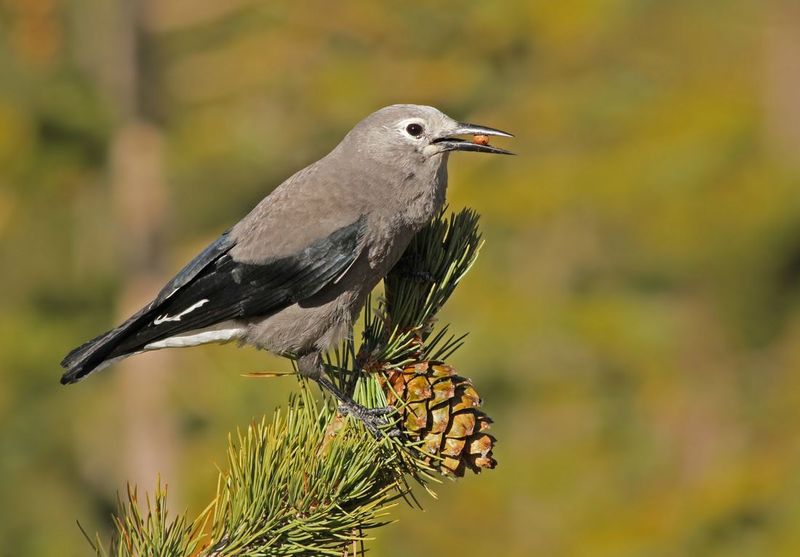 Clark's Nutcracker