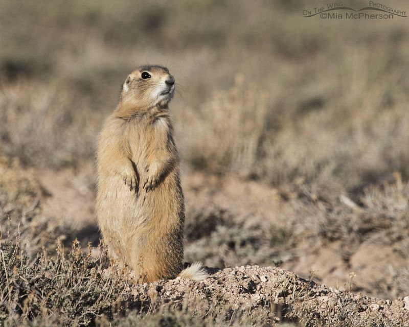 Prairie Dog