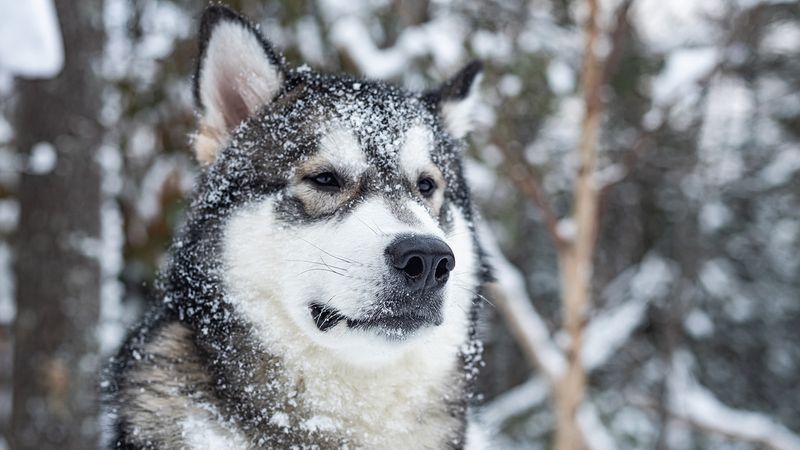 Alaska - Alaskan Malamute