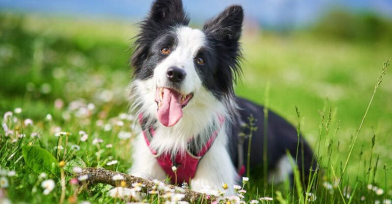 What Breed Would These 20 U.S. States Be If They Were Guard Dogs?