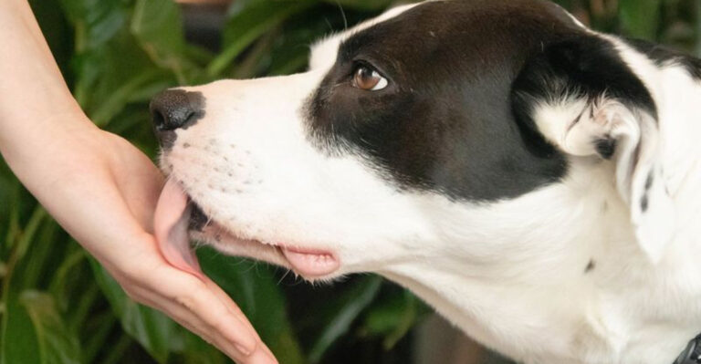 What Does It Mean When Your Dog Licks You?