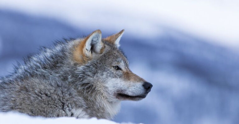 What It Takes To Reintroduce Wolves Into The Wild