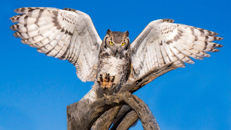 What Makes Owls Attack Humans And How To Protect Yourself