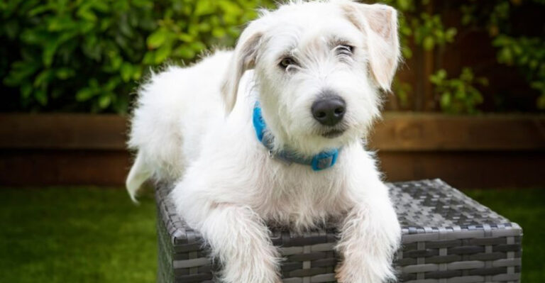 What Makes The Jack-A-Poo The Ultimate Family Companion