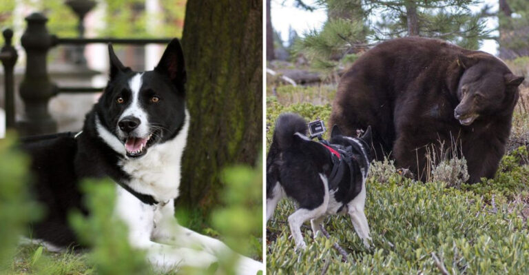 What Makes The Karelian Bear Dog Special? 15 Fascinating Facts