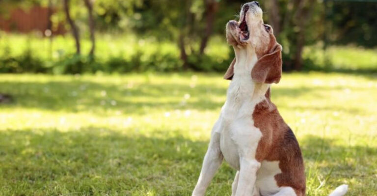 What To Do About Your Neighbor’s Dog That Won’t Stop Barking