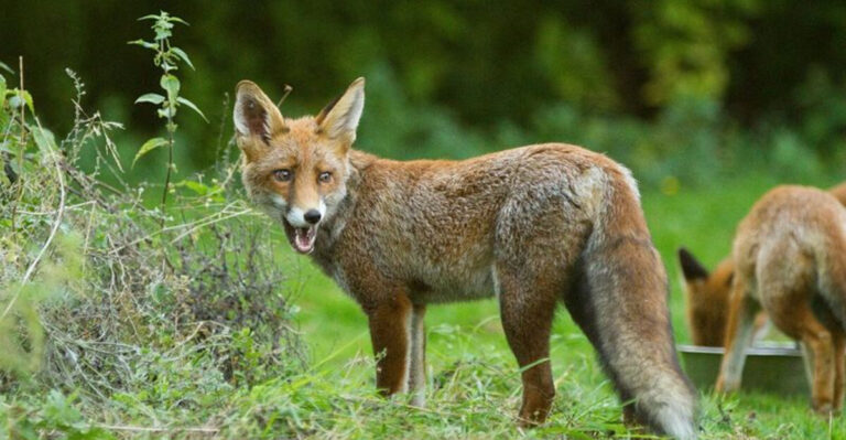 What To Do If You See A Fox In Your Yard? 10 Useful Tips