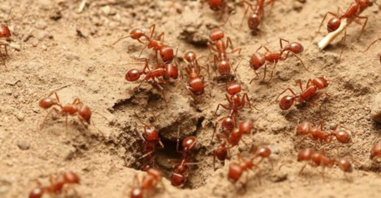 What To Do If You Step On A Fire Ant Nest?