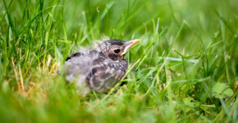 What To Do When You Spot A Baby Bird Outside Its Nest