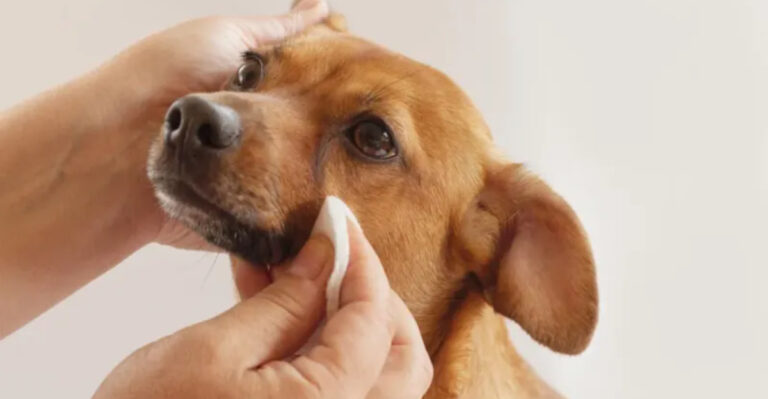 What Your Dog’s Tear Stains Reveal About Their Health – And How To Fix It