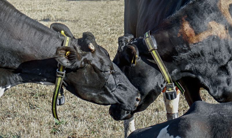 Indicating Social Status Or Dominance
