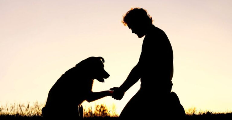 Where Do Dogs Go After They Pass? Exploring 10 Popular Beliefs