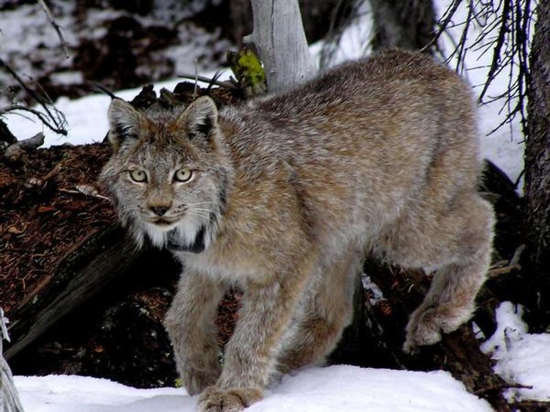 Colorado’s Success Story In Reintroducing Lynx