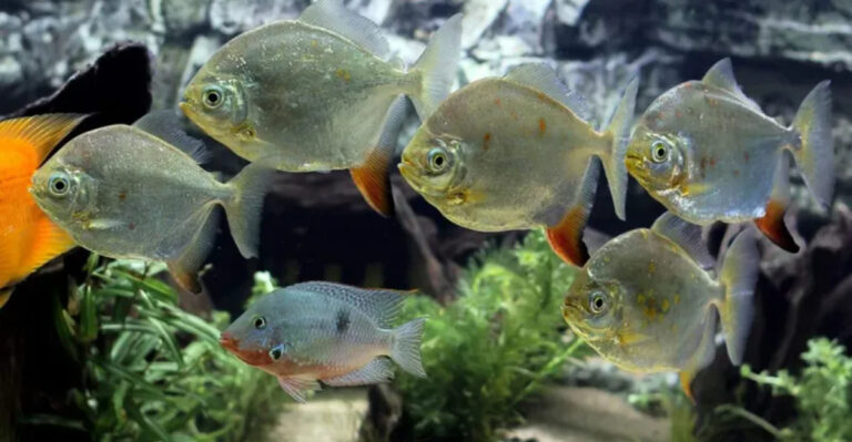 Which Fish Can Share A Tank With Oscar Fish?