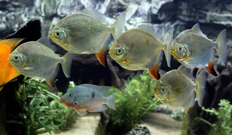 Silver Dollar Fish