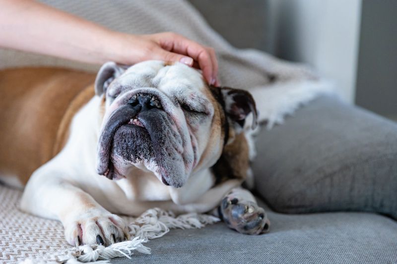 Bulldog