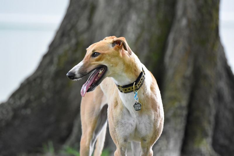 Greyhound