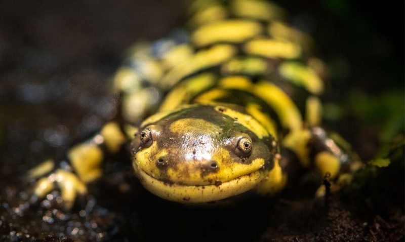 Tiger Salamander