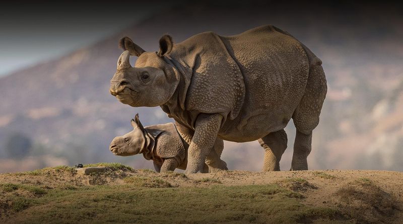 Indian Rhinoceros